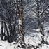 Winter Treescape